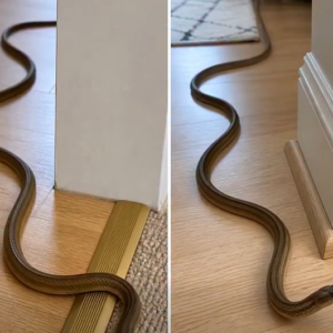 What a Snake in Your Dream vs. a Snake in Your House May Symbolize