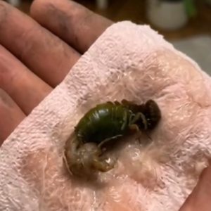 A Mysterious Discovery on Our Bathroom Floor Left Us Searching for Answers