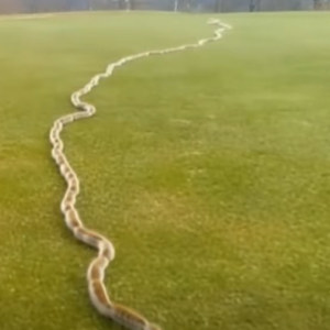 A Startling Discovery in the Grass: When Nature Surprises Us