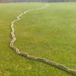 I saw something strange in the grass and thought it was just a rope – but when I looked closer, I screamed in horror!