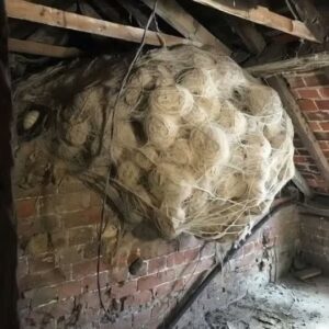 HOMEOWNER FINDS HORRIFYING COLONY IN ATTIC AND IS STUNNED BY ITS GIGANTIC SIZE