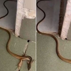 What to Do If You Find a Snake in Your Home