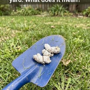 Why Would Your Pooch Have White Poop?