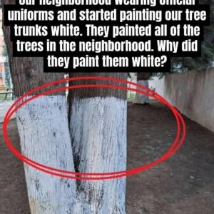 Why Are Some Trees Painted White?