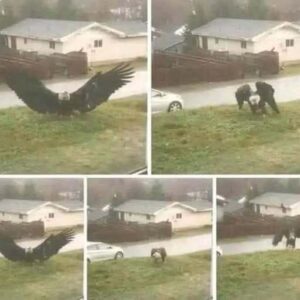 Giant Eagle captured in Bro!