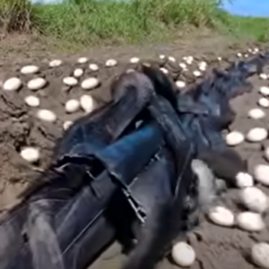 Hundreds of Mysterious Eggs Appeared in His Crops—What Hatched Changed Everything”