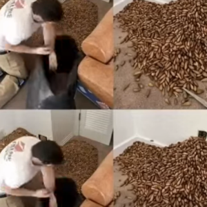 A man smells a strong smell in his house, when he finds out that he opens the wall he finds!