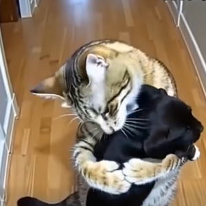 A Cat’s Remarkable Act of Care Brings Comfort to Abandoned Puppies