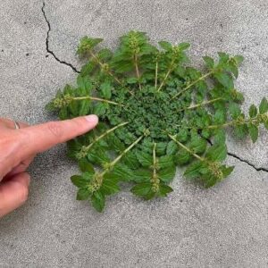 Just one leaf of this plant is worth a gold mine!