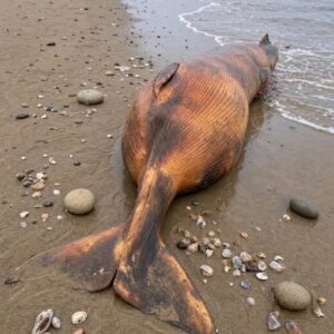 Early this morning, I was walking along the beach when I suddenly noticed this on the shore.