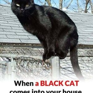 When a BLACK CAT comes into your house, here’s what it means