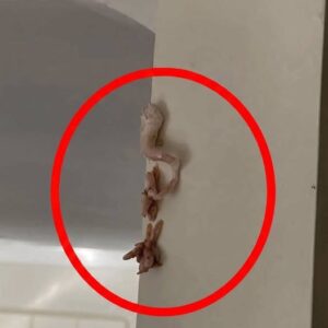 Crunchy Pink Surprise on Wall Whats Really Going on Inside Your Home