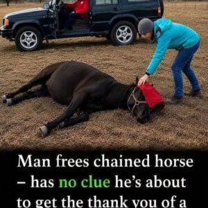 A Vet Freed a Chained Wild Horse in Romania What Happened Next Was Unforgettable