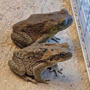 Why a Toad Might Appear in Your Home and What It Could Mean