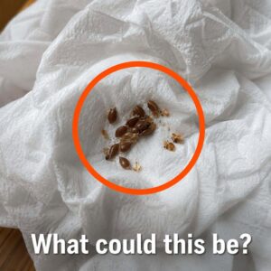 The Strange Thing I Found on My Slippers This Morning