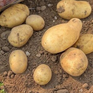 Before You Eat Another Potato, Here’s What Doctors Want You to Know