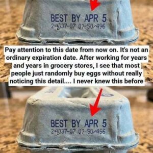 A Gentle, Science-Backed Guide to Egg Carton Codes